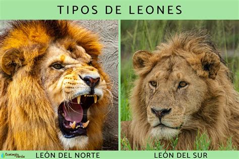 las leonas nombres y fotos|tipos de leones naturales.